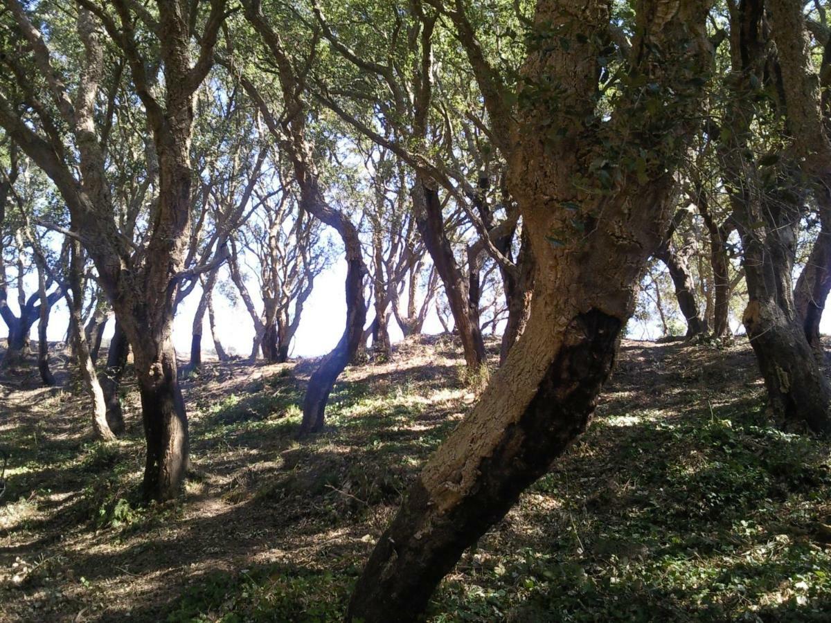 Azienda Agrituristica Le Terre Di San Leonardo 切特拉罗 外观 照片