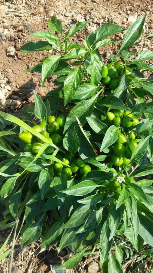 Azienda Agrituristica Le Terre Di San Leonardo 切特拉罗 外观 照片